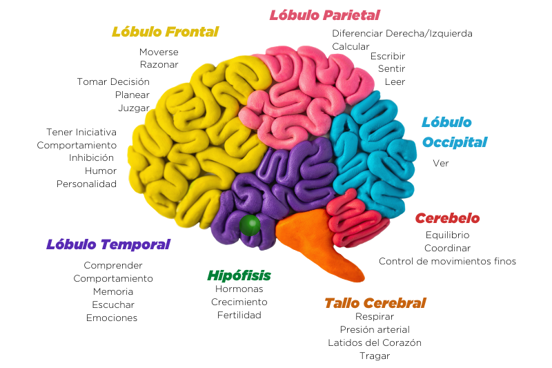 funciones del cerebro